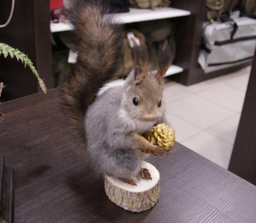 Чучело Белки на пеньке с шишкой