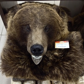 Ковер медвежий с головой №4