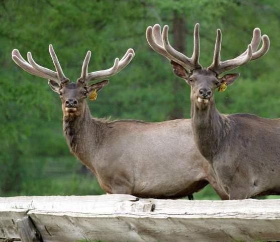 Пантовые ванны в Екатеринбурге